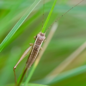 Merrinella tandanya at QPRC LGA - suppressed