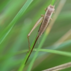 Merrinella tandanya at QPRC LGA - suppressed