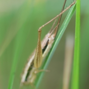 Merrinella tandanya at QPRC LGA - suppressed