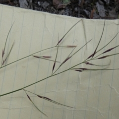 Aristida ramosa (Purple Wire Grass) at Borough, NSW - 28 Feb 2024 by Paul4K
