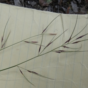 Aristida ramosa at QPRC LGA - 28 Feb 2024