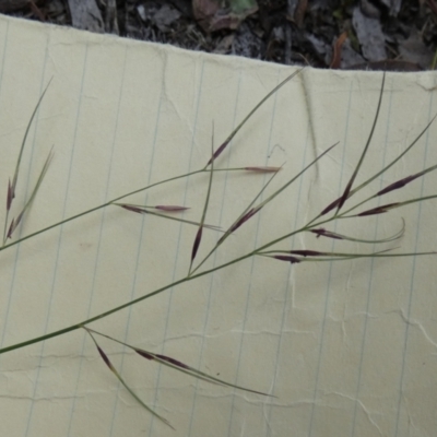 Aristida ramosa (Purple Wire Grass) at Borough, NSW - 28 Feb 2024 by Paul4K