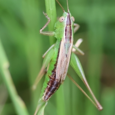 Conocephalus semivittatus (Meadow katydid) at Mongarlowe River - 29 Feb 2024 by LisaH