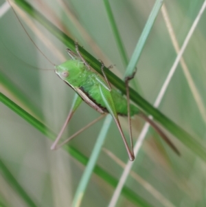 Conocephalus semivittatus at QPRC LGA - suppressed