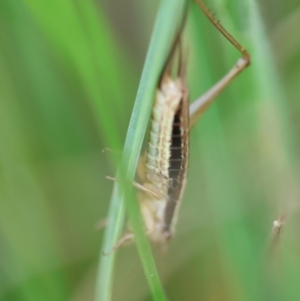 Conocephalus semivittatus at QPRC LGA - 29 Feb 2024