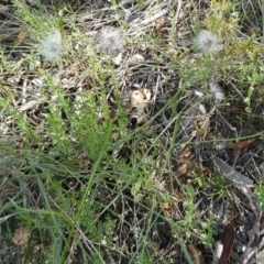 Senecio quadridentatus (Cotton Fireweed) at Borough, NSW - 28 Feb 2024 by Paul4K