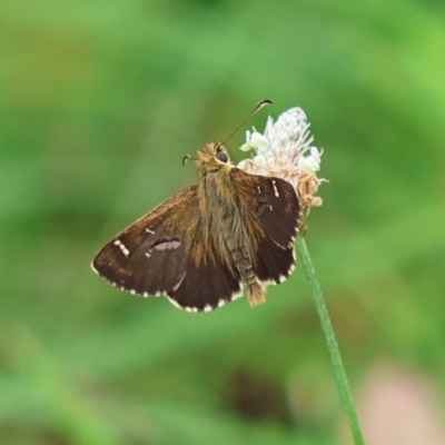 Atkinsia dominula (Two-brand grass-skipper) at Mongarlowe River - 29 Feb 2024 by LisaH