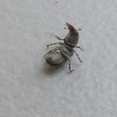Unidentified Weevil (Curculionoidea) at Boro - 28 Feb 2024 by Paul4K