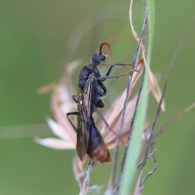 Myrmecia sp. (genus) (Bull ant or Jack Jumper) at Mongarlowe River - 29 Feb 2024 by LisaH