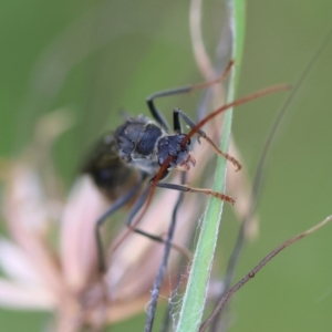 Myrmecia sp. (genus) at QPRC LGA - 29 Feb 2024