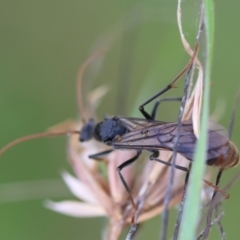 Myrmecia tarsata at QPRC LGA - 29 Feb 2024