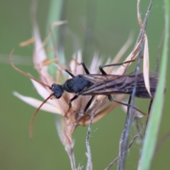 Myrmecia tarsata at QPRC LGA - 29 Feb 2024