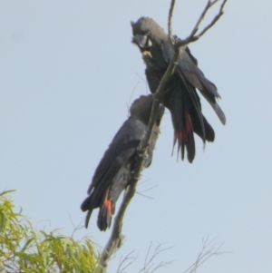 Calyptorhynchus lathami lathami at QPRC LGA - suppressed