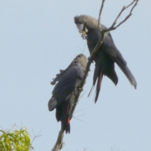 Calyptorhynchus lathami lathami at QPRC LGA - suppressed