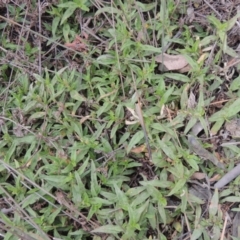 Persicaria prostrata (Creeping Knotweed) at Bonner, ACT - 4 Nov 2023 by MichaelBedingfield