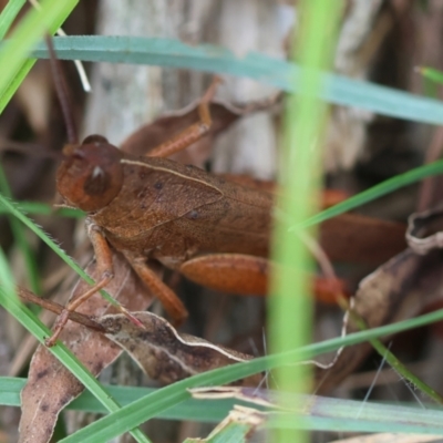 Goniaea opomaloides (Mimetic Gumleaf Grasshopper) at QPRC LGA - 29 Feb 2024 by LisaH