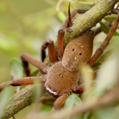 Unidentified Huntsman spider (Sparassidae) at QPRC LGA - 29 Feb 2024 by LisaH