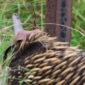 Tachyglossus aculeatus at QPRC LGA - 29 Feb 2024