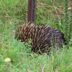 Tachyglossus aculeatus at suppressed - 29 Feb 2024