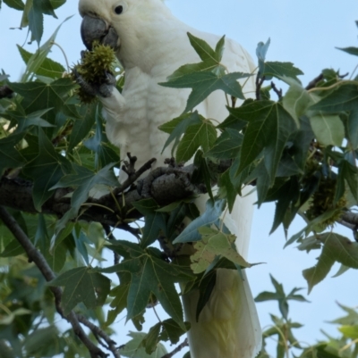 Cacatua galerita (Sulphur-crested Cockatoo) at Downer, ACT - 1 Mar 2024 by RobertD