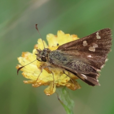 Dispar compacta (Barred Skipper) at QPRC LGA - 29 Feb 2024 by LisaH