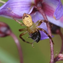 Australomisidia pilula (Lozenge-shaped Flower Spider) at Mongarlowe, NSW - 29 Feb 2024 by LisaH