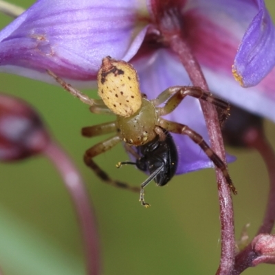 Australomisidia pilula (Lozenge-shaped Flower Spider) at Mongarlowe, NSW - 29 Feb 2024 by LisaH