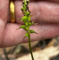 Corunastylis clivicola (Rufous midge orchid) at Black Mountain - 1 Mar 2024 by BB23