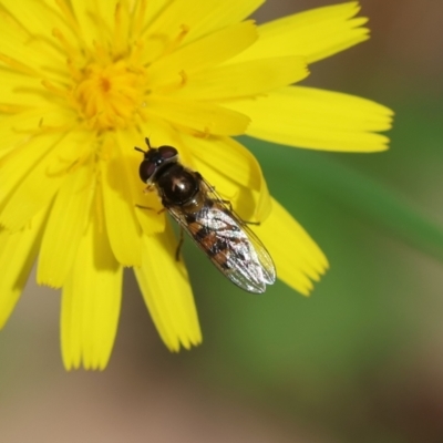 Unidentified Hover fly (Syrphidae) at Mongarlowe, NSW - 28 Feb 2024 by LisaH