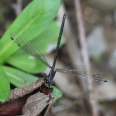 Austroargiolestes icteromelas (Common Flatwing) at Mongarlowe River - 29 Feb 2024 by LisaH