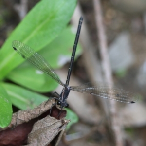 Austroargiolestes icteromelas at QPRC LGA - 29 Feb 2024