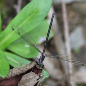 Austroargiolestes icteromelas at QPRC LGA - 29 Feb 2024