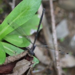 Austroargiolestes icteromelas at QPRC LGA - 29 Feb 2024