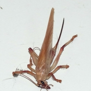Paragryllacris sp. (genus) at QPRC LGA - 28 Jul 2013