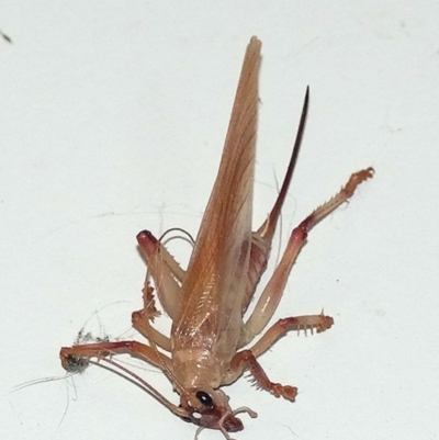 Paragryllacris sp. (genus) (Raspy or Tree cricket) at QPRC LGA - 27 Jul 2013 by BeerNchips