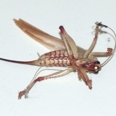 Paragryllacris sp. (genus) at QPRC LGA - 28 Jul 2013 09:45 AM