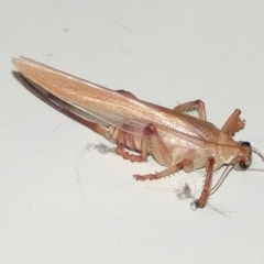 Paragryllacris sp. (genus) at QPRC LGA - 28 Jul 2013 09:45 AM