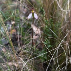 Eriochilus cucullatus (Parson's Bands) at Black Mountain - 17 Mar 2025 by BB23