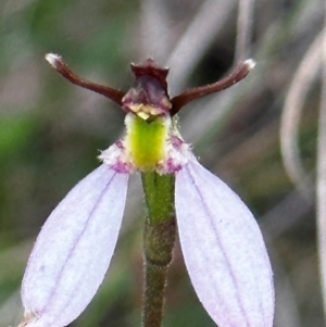 Eriochilus cucullatus at Black Mountain - 1 Mar 2024