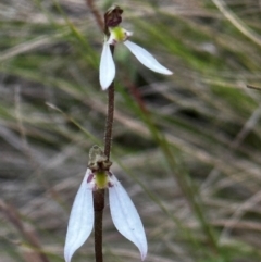 Eriochilus cucullatus at Black Mountain - 1 Mar 2024