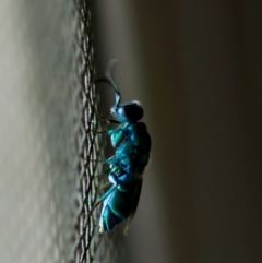 Chrysididae (family) (Cuckoo wasp or Emerald wasp) at Mongarlowe, NSW - 29 Feb 2024 by LisaH