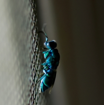 Chrysididae (family) (Cuckoo wasp or Emerald wasp) at QPRC LGA - 29 Feb 2024 by LisaH