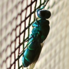 Chrysididae (family) at QPRC LGA - 29 Feb 2024