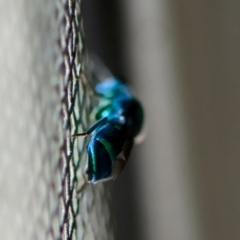 Chrysididae (family) at QPRC LGA - 29 Feb 2024