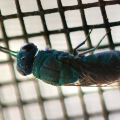 Chrysididae (family) at QPRC LGA - suppressed