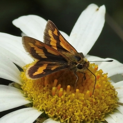 Ocybadistes walkeri (Green Grass-dart) at Wingecarribee Local Government Area - 27 Feb 2024 by GlossyGal