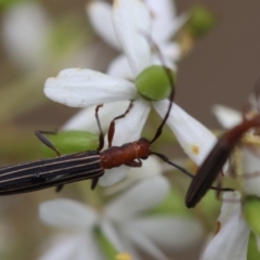Syllitus rectus (Longhorn beetle) at QPRC LGA - 29 Feb 2024 by LisaH