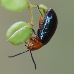 Lamprolina (genus) (Pittosporum leaf beetle) at Mongarlowe River - 29 Feb 2024 by LisaH