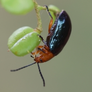 Lamprolina (genus) at QPRC LGA - suppressed