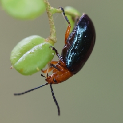 Lamprolina (genus) (Pittosporum leaf beetle) at Mongarlowe River - 29 Feb 2024 by LisaH